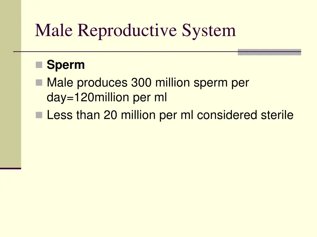male reproductive system 2