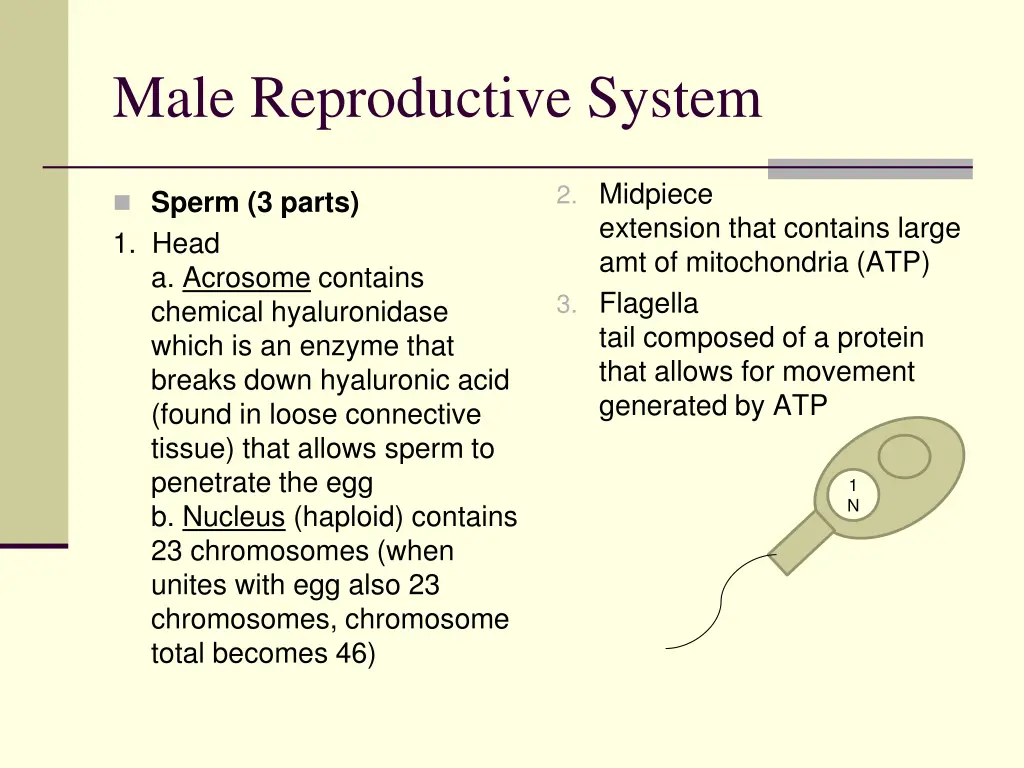 male reproductive system 3