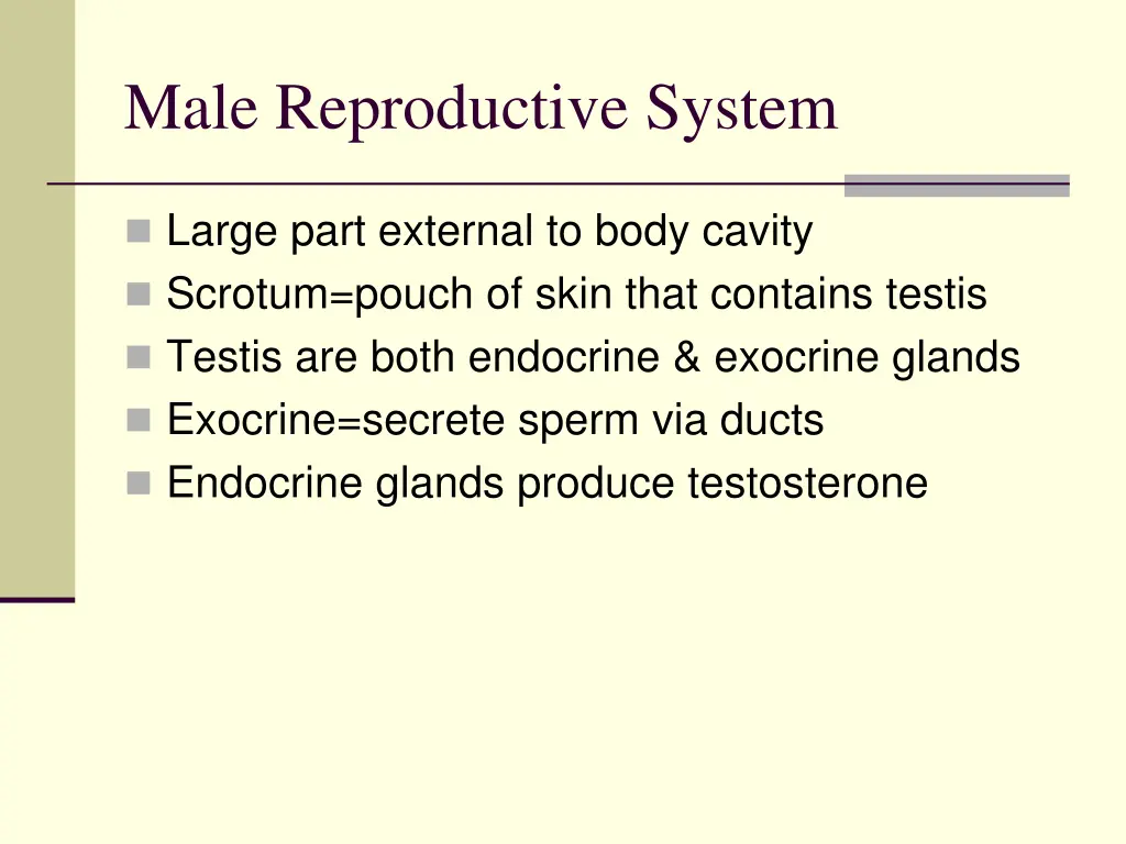 male reproductive system