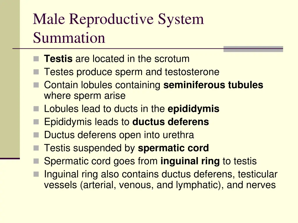 male reproductive system summation