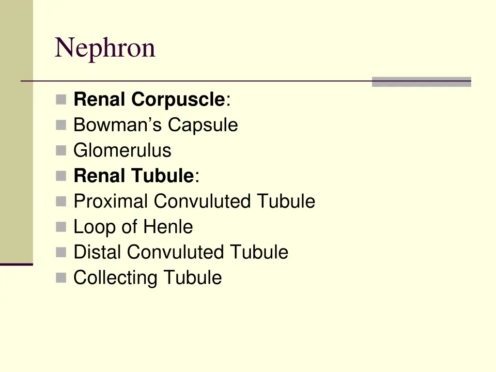 nephron 1