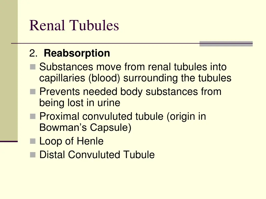 renal tubules