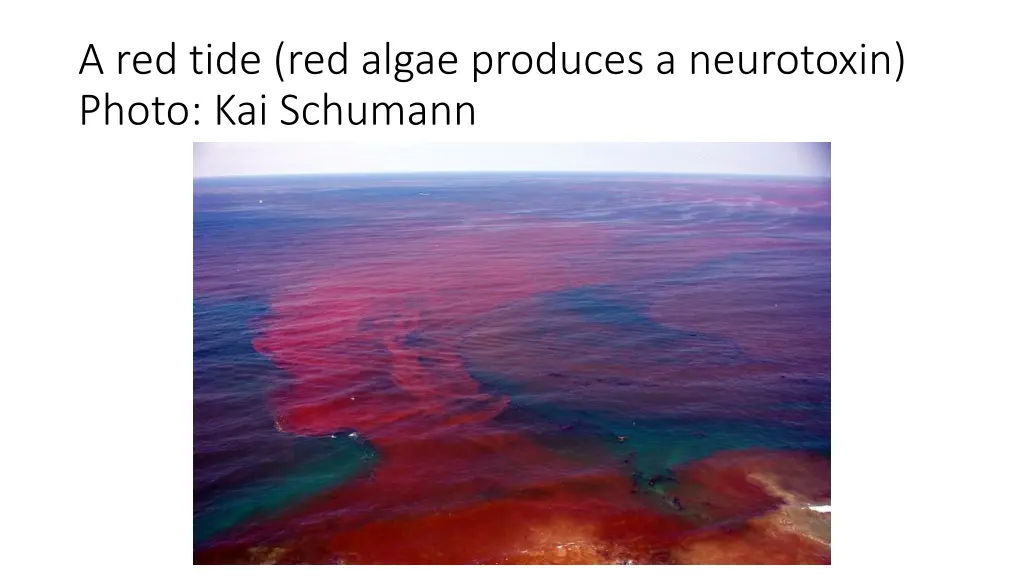 a red tide red algae produces a neurotoxin photo