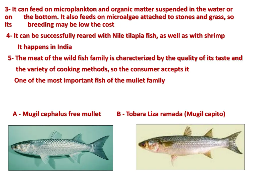 3 it can feed on microplankton and organic matter