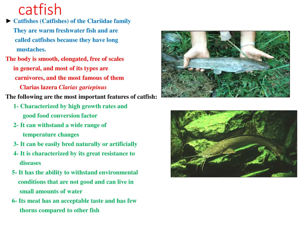 catfish catfishes catfishes of the clariidae