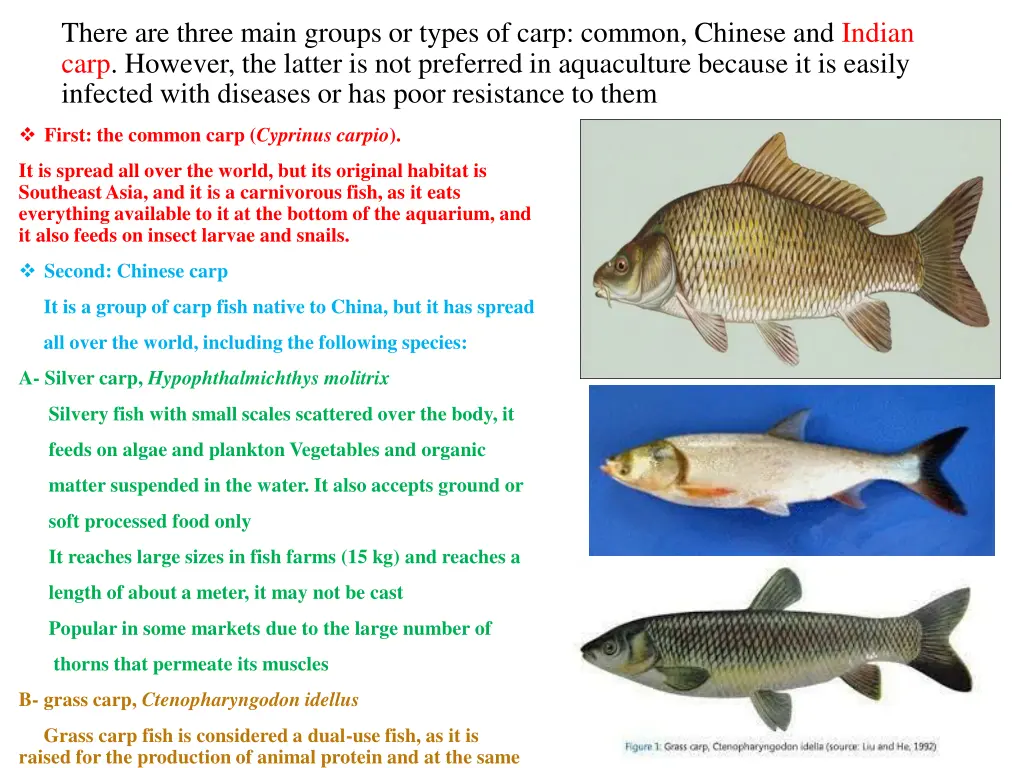 there are three main groups or types of carp