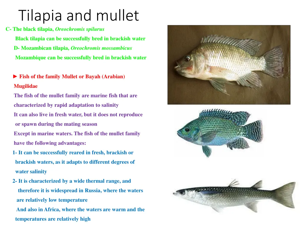 tilapia and mullet c the black tilapia