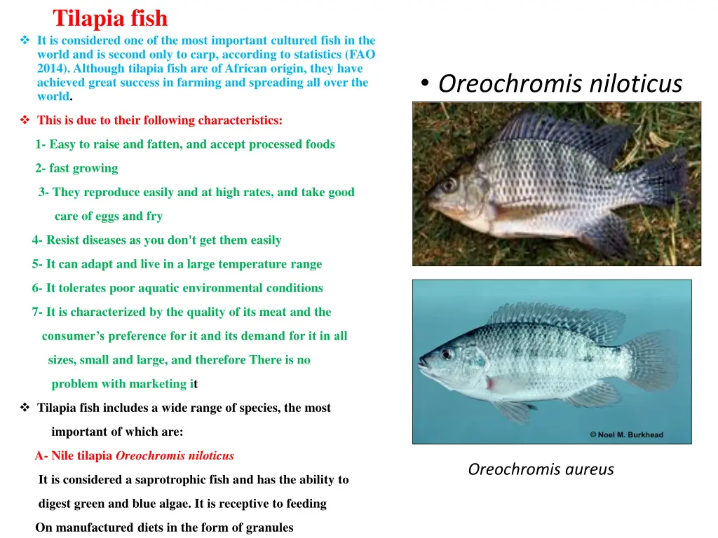 tilapia fish it is considered one of the most