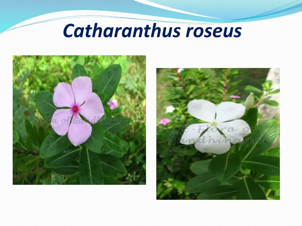 catharanthus roseus