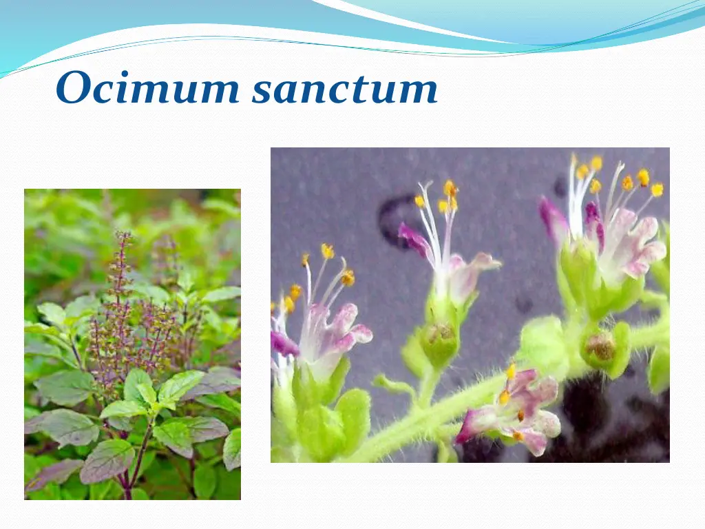 ocimum sanctum