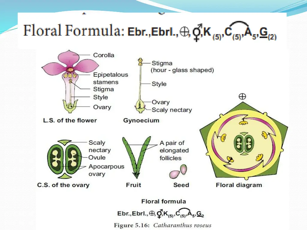 slide11