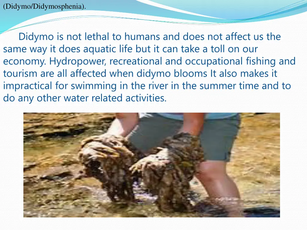 didymo didymosphenia