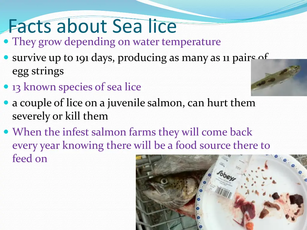 facts about sea lice they grow depending on water