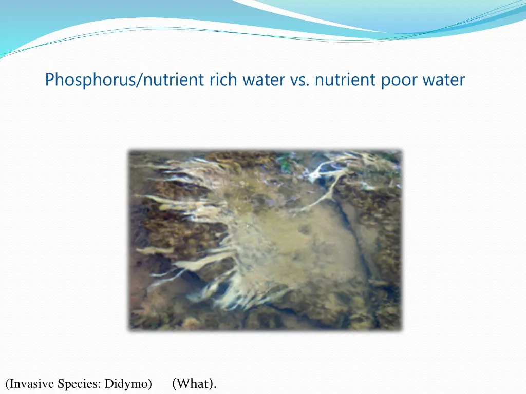 phosphorus nutrient rich water vs nutrient poor