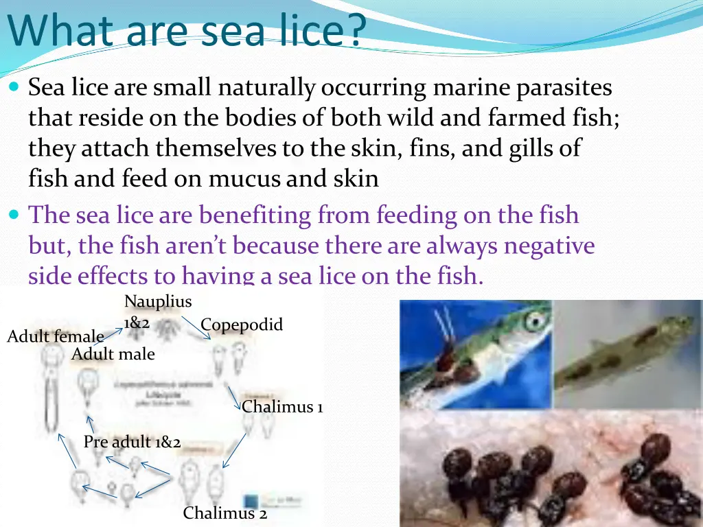 what are sea lice