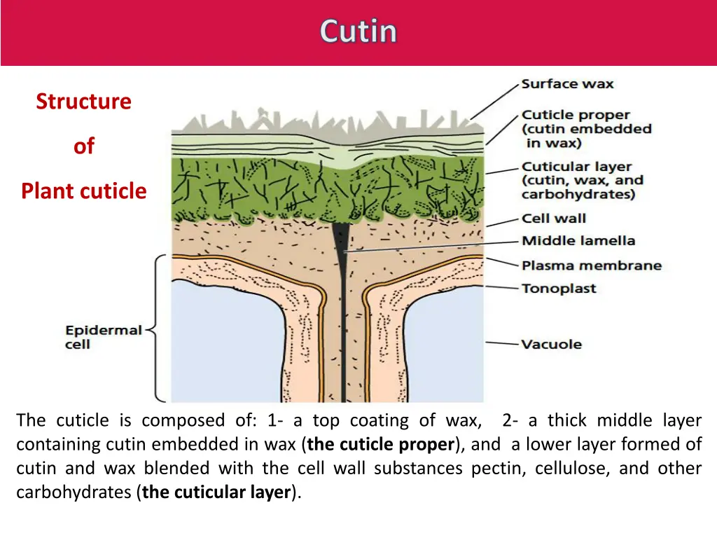 cutin 1