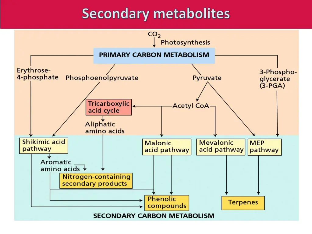 secondary metabolites 2