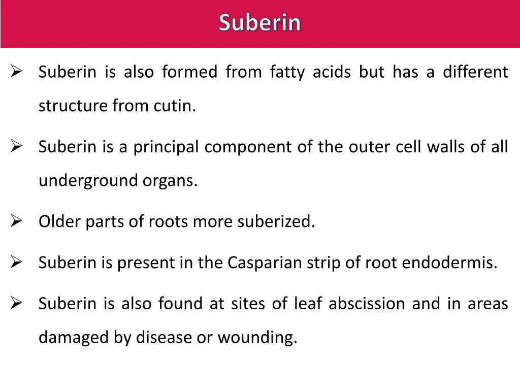 suberin