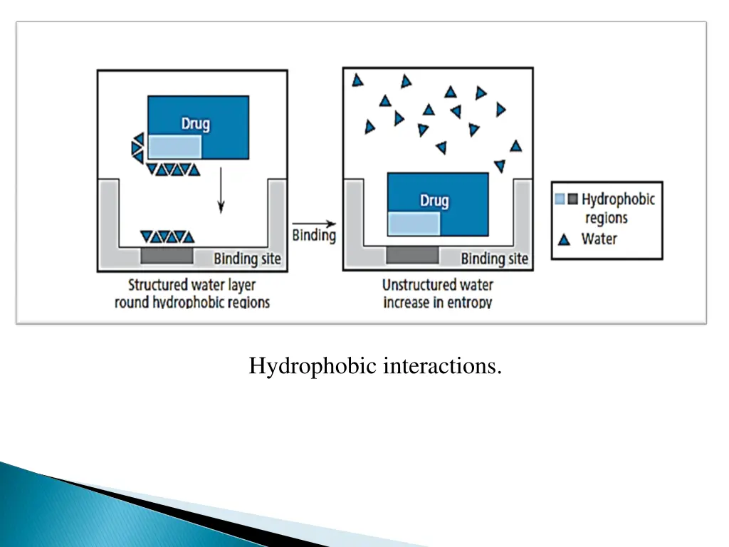 hydrophobic interactions