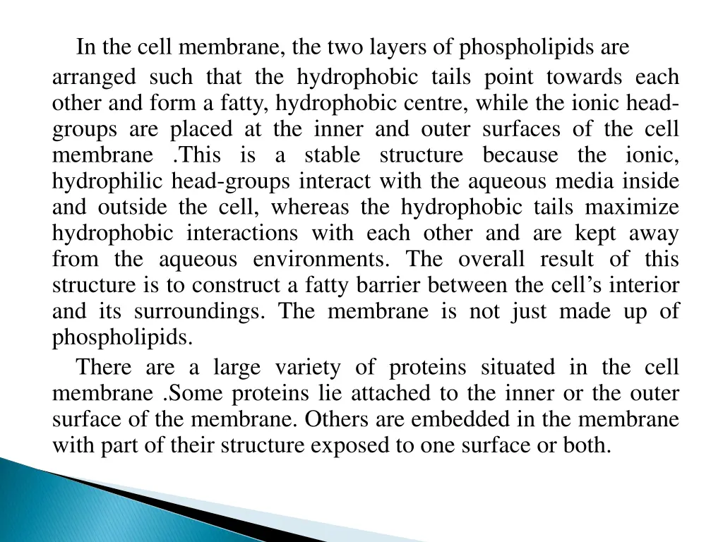 in the cell membrane the two layers