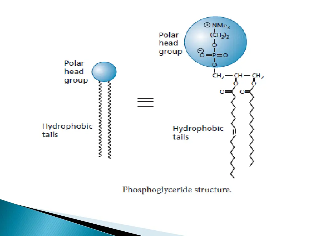 slide11