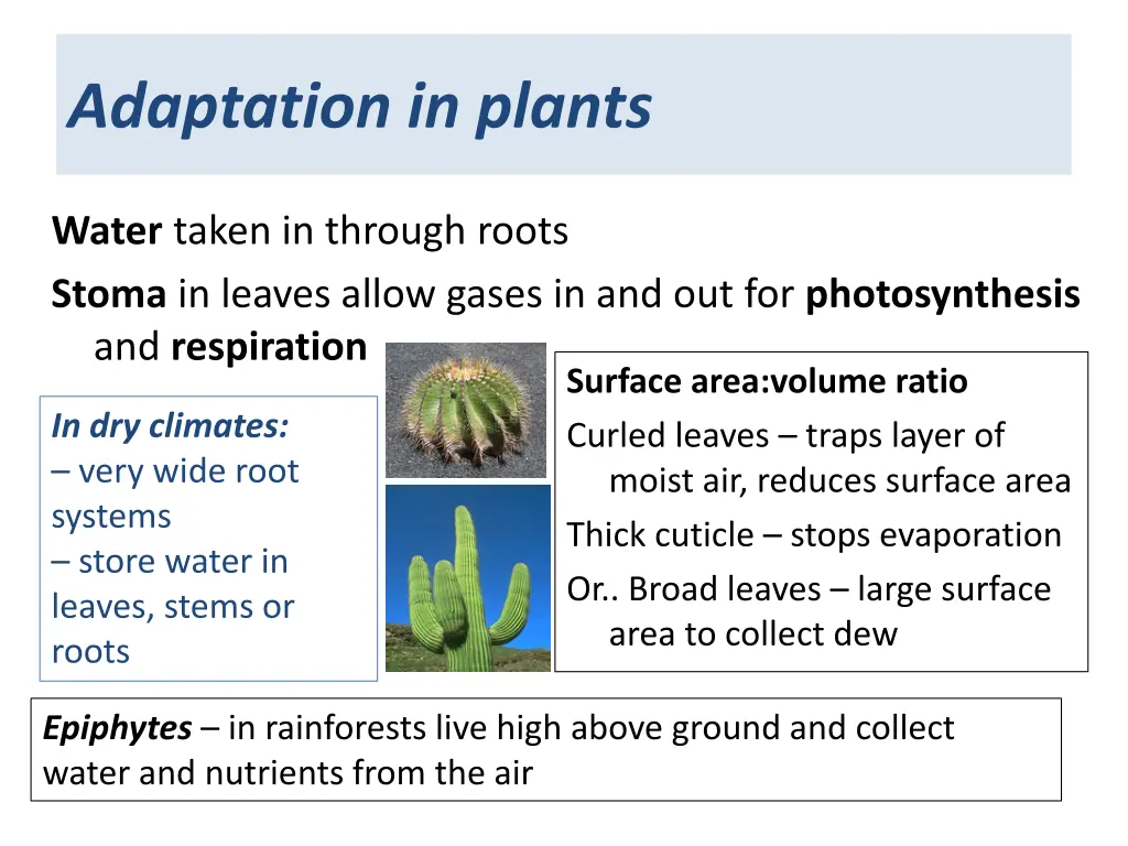 adaptation in plants