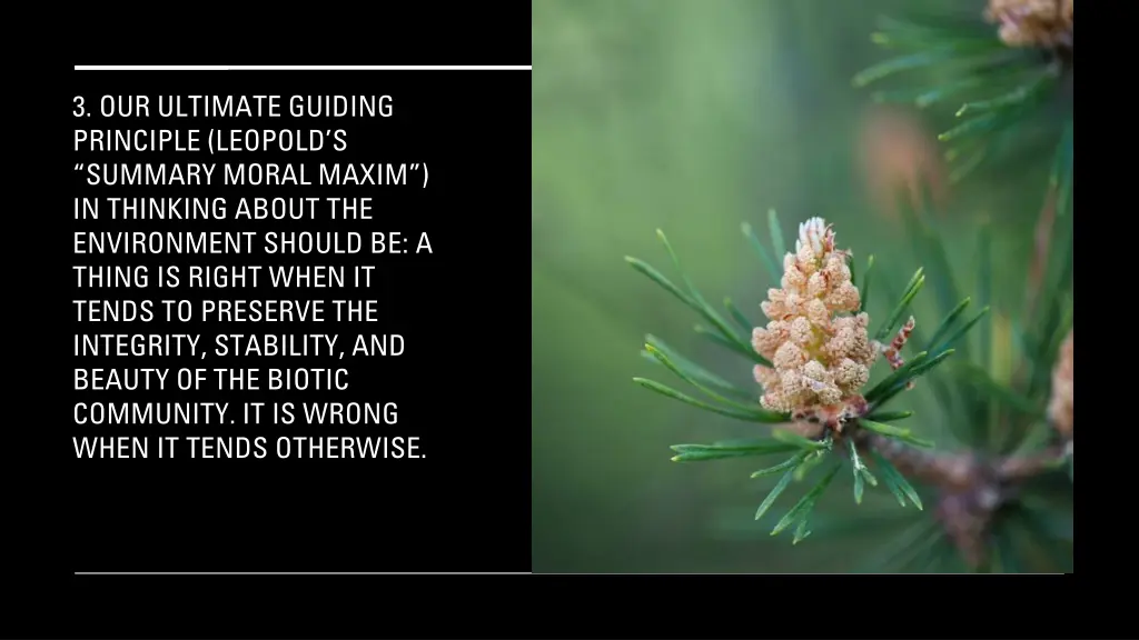 3 our ultimate guiding principle leopold