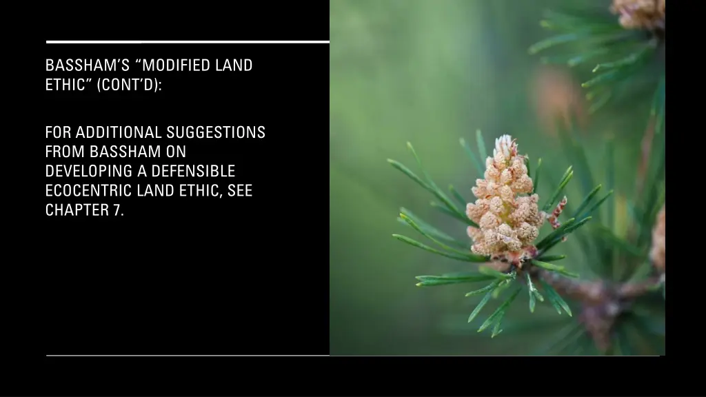bassham s modified land ethic cont d 3