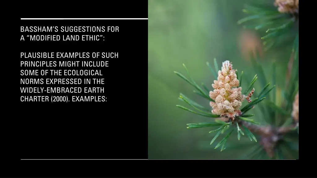 bassham s suggestions for a modified land ethic 1