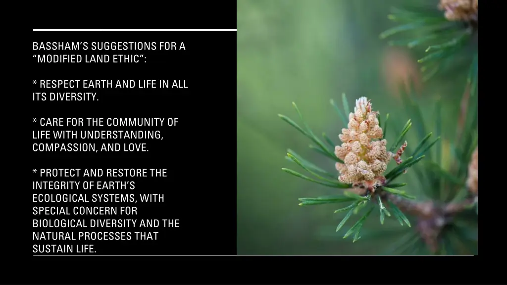 bassham s suggestions for a modified land ethic 2