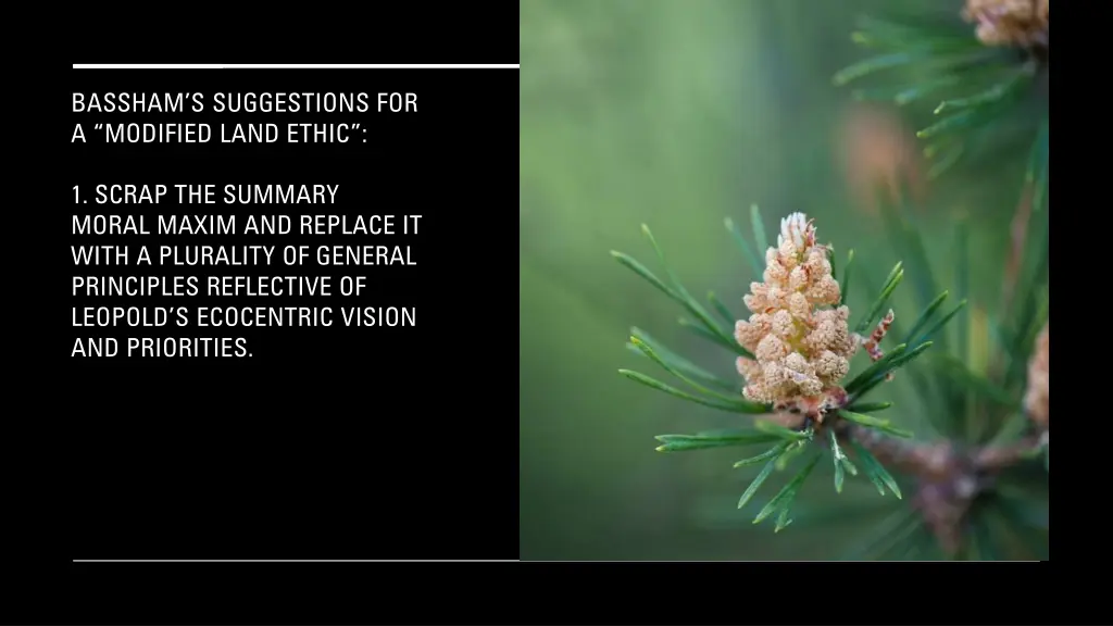 bassham s suggestions for a modified land ethic