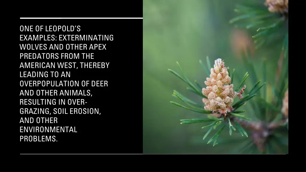 one of leopold s examples exterminating wolves