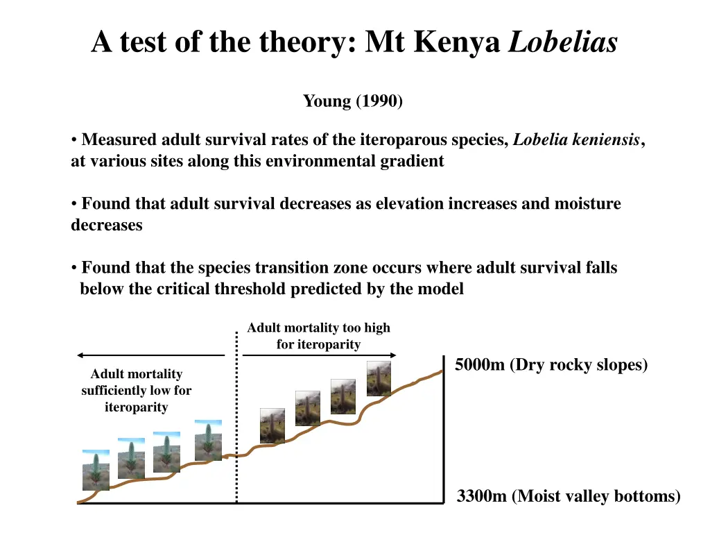a test of the theory mt kenya lobelias 1
