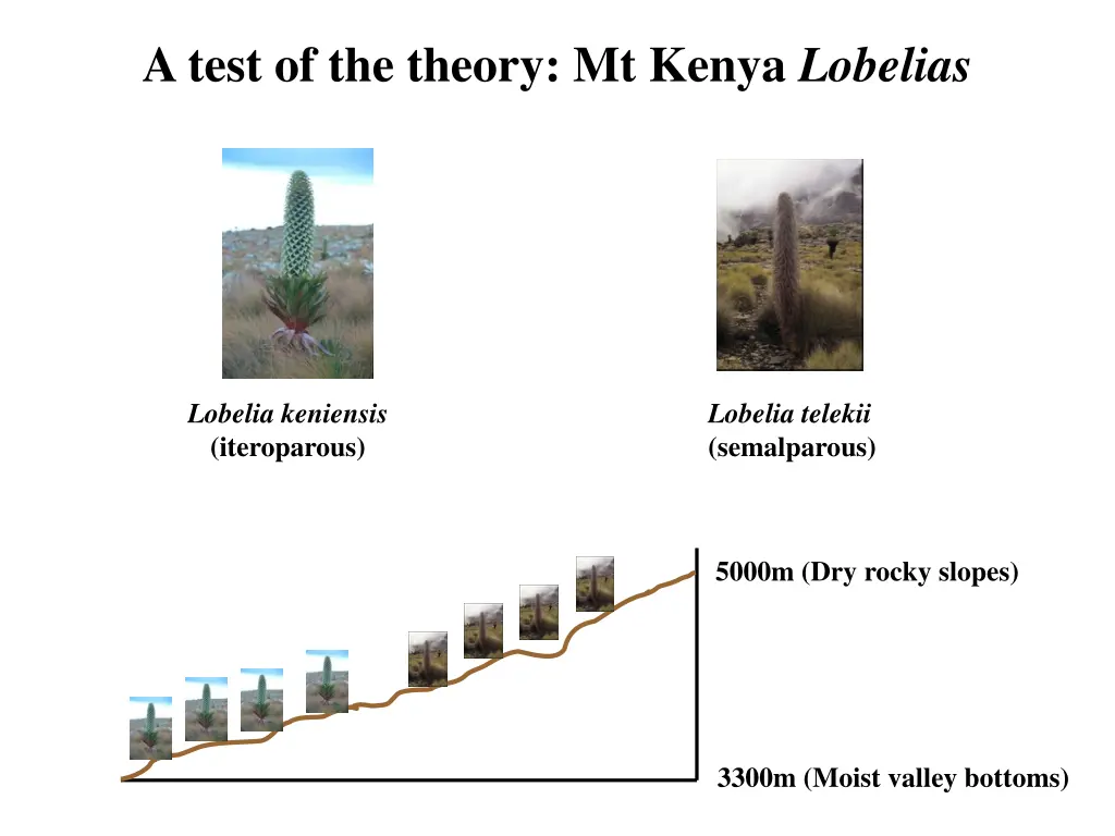 a test of the theory mt kenya lobelias