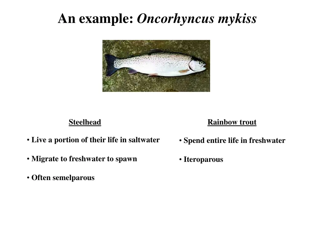 an example oncorhyncus mykiss