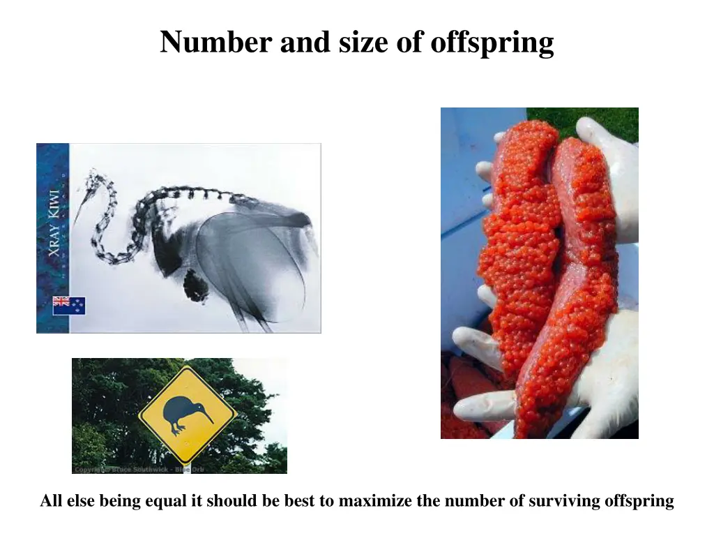 number and size of offspring