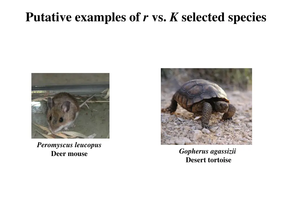 putative examples of r vs k selected species 1
