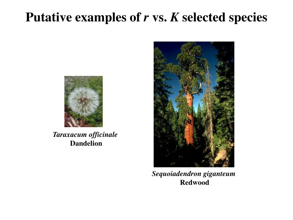 putative examples of r vs k selected species