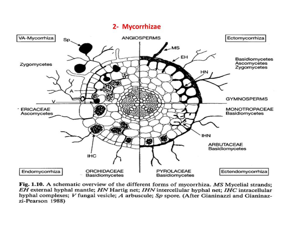 2 mycorrhizae