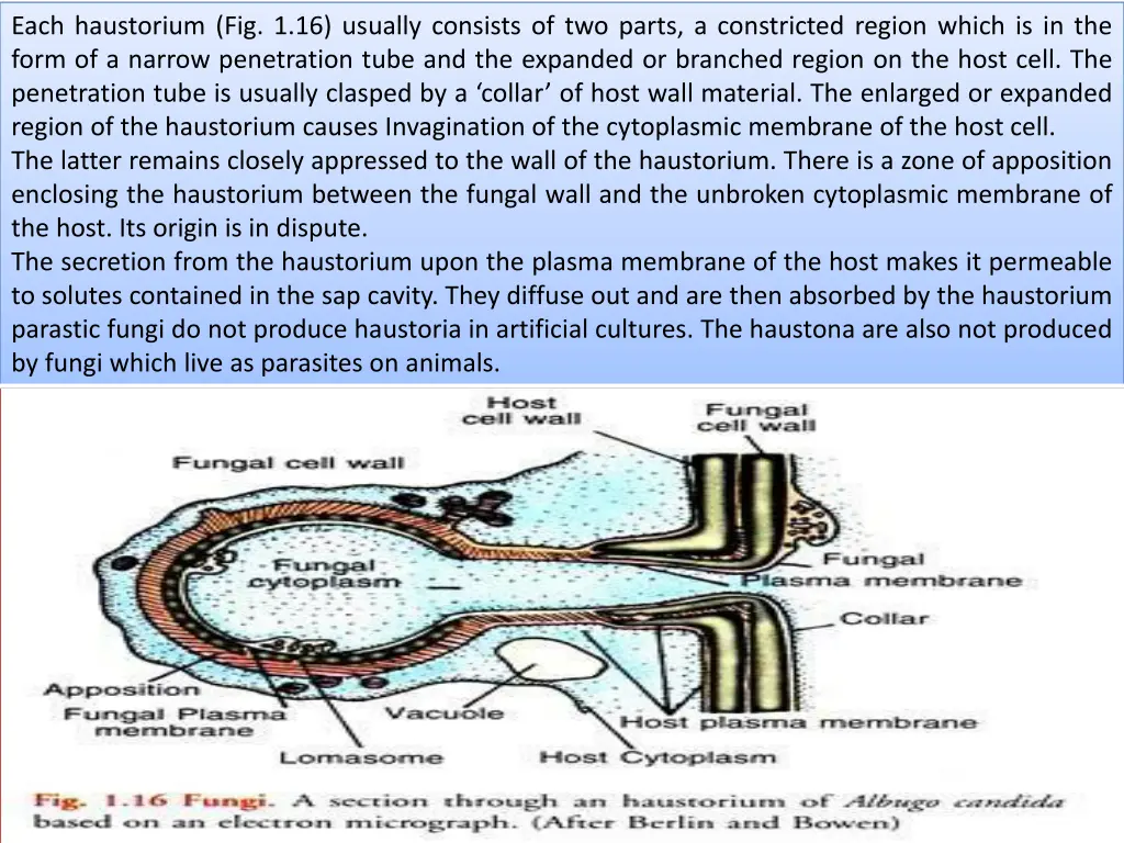 each haustorium fig 1 16 usually consists