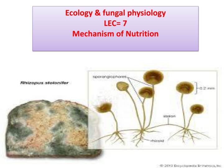 ecology fungal physiology lec 7 mechanism