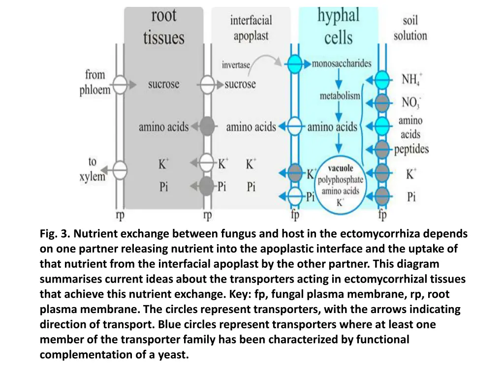 fig 3 nutrient exchange between fungus and host