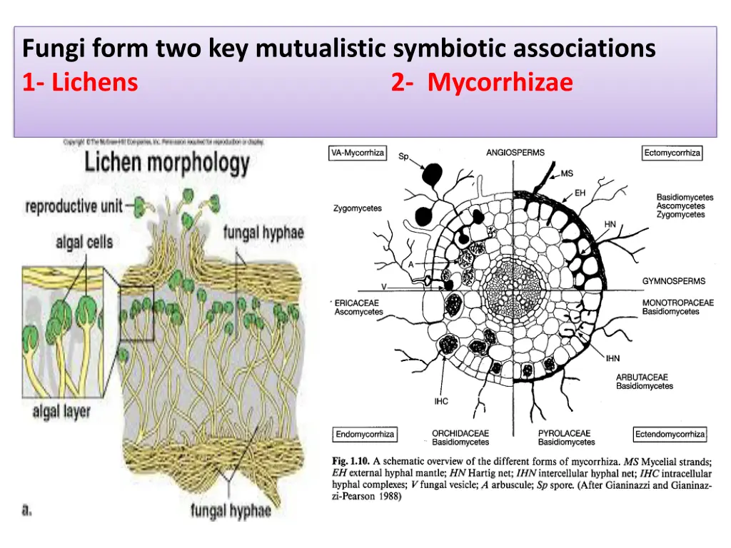 fungi form two key mutualistic symbiotic