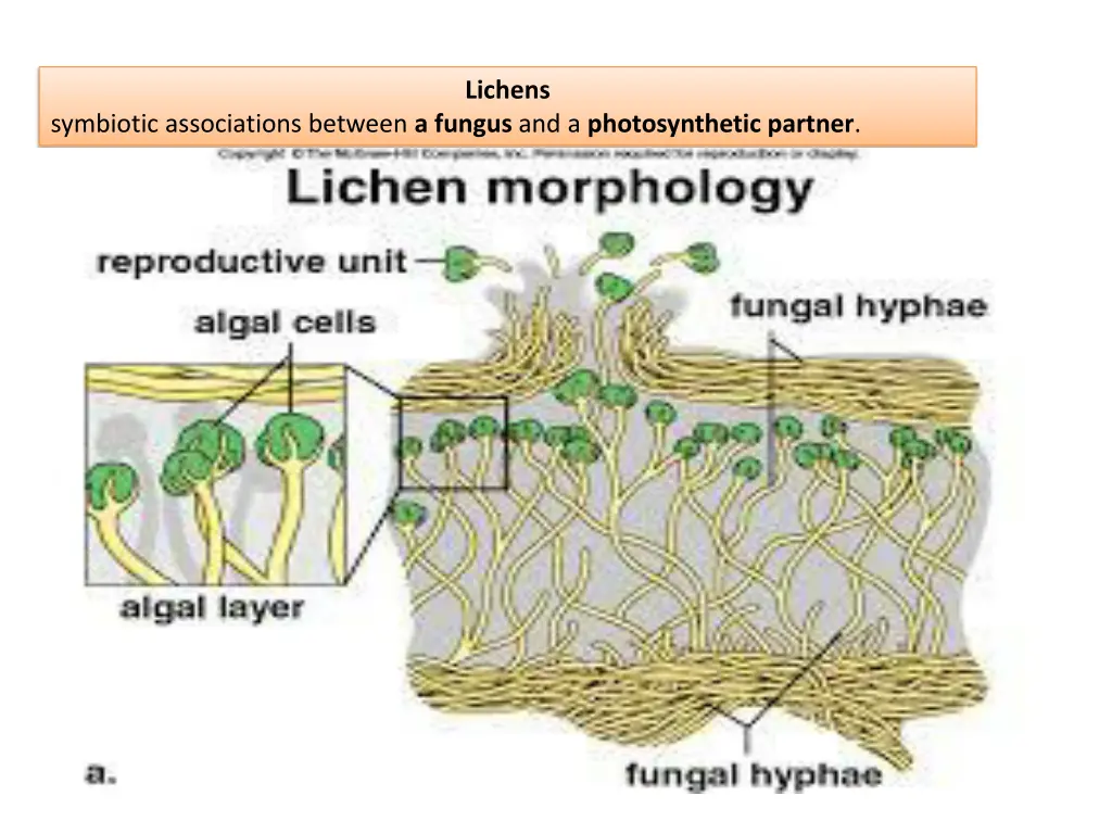 lichens