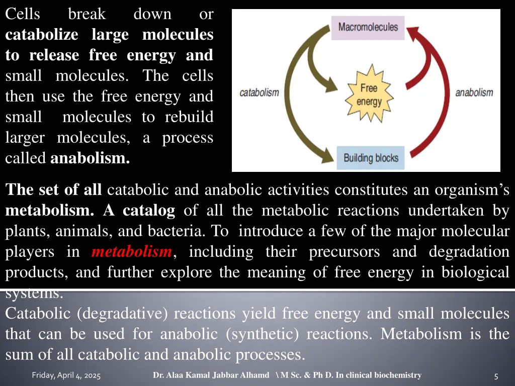 cells catabolize large molecules to release free