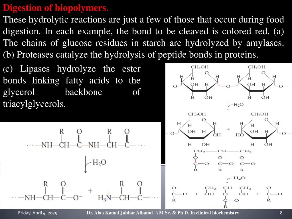 digestion of biopolymers these hydrolytic