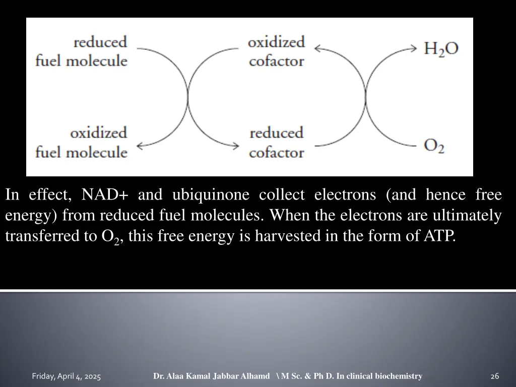 in effect nad and ubiquinone collect electrons