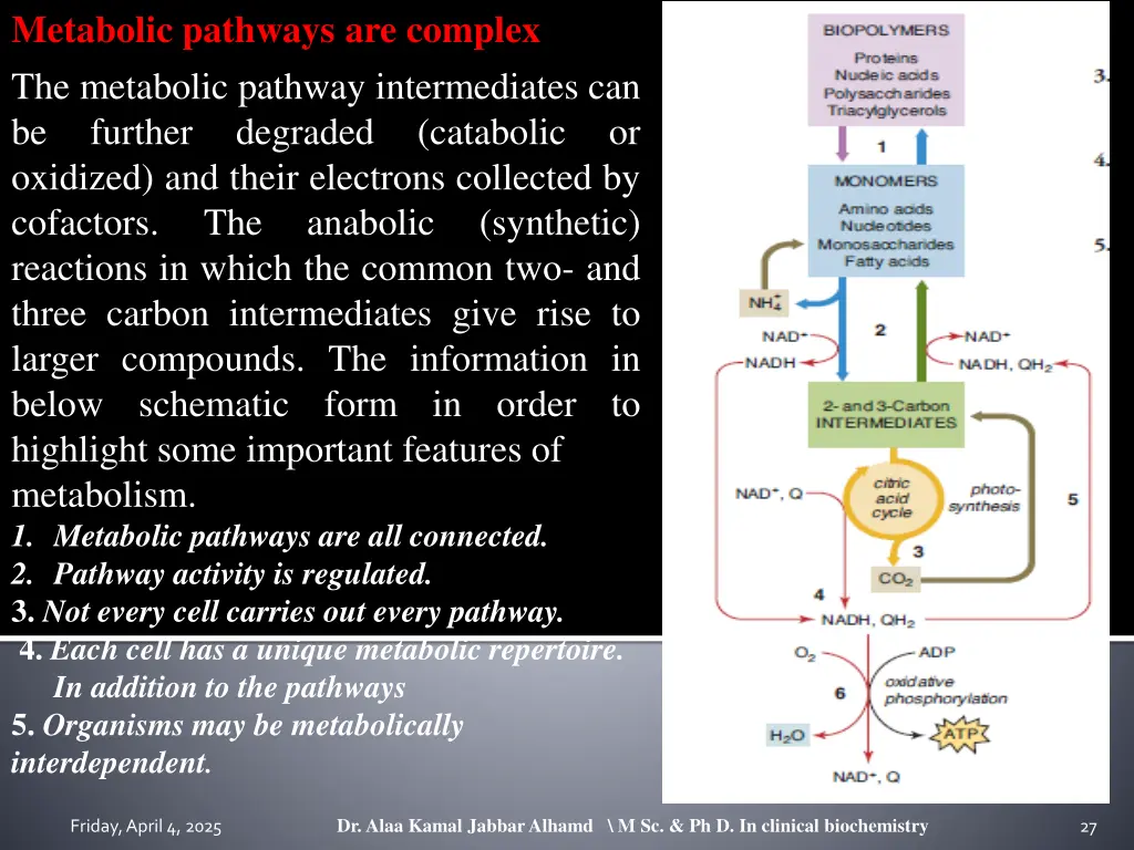 metabolic pathways are complex the metabolic