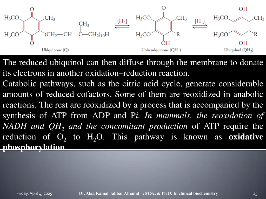 the reduced ubiquinol can then diffuse through