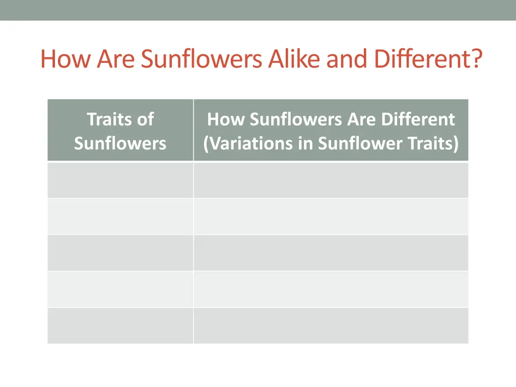 how are sunflowers alike and different 2